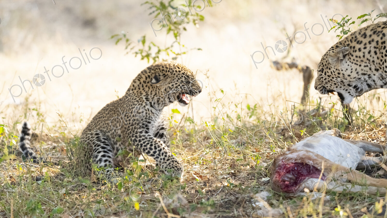 Leopard cub, Panthera pardus, displaying an aggressive snarl.