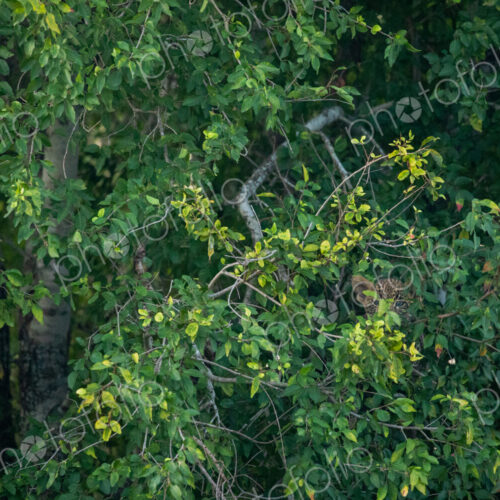 Leopard cub, Panthera pardus, hidden in a bush. Leopard cub, Panthera pardus, hidden in a bush.