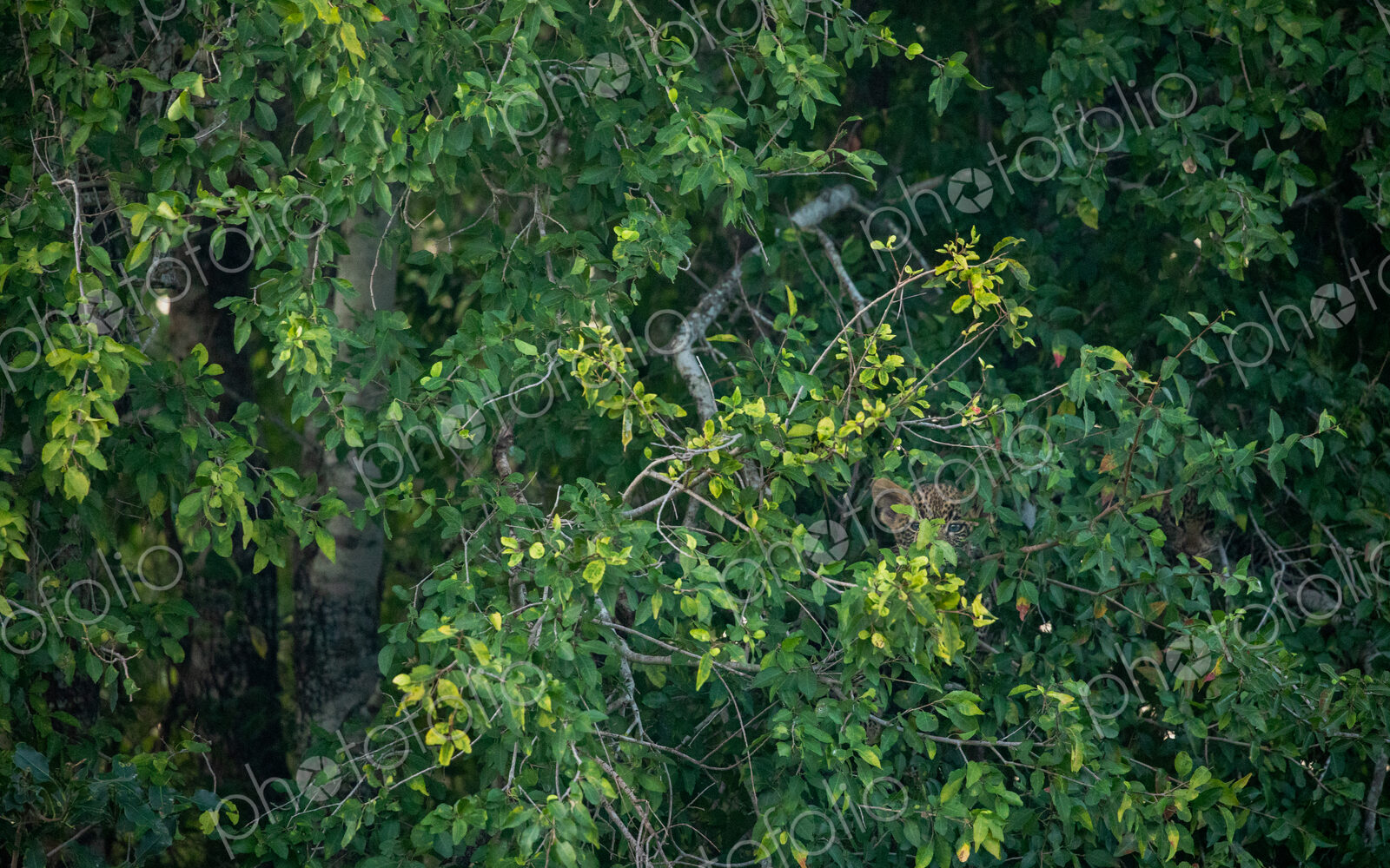 Leopard cub, Panthera pardus, hidden in a bush.