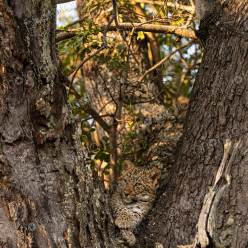 Leopard cub, Panthera pardus, lying in the fork of a tree.