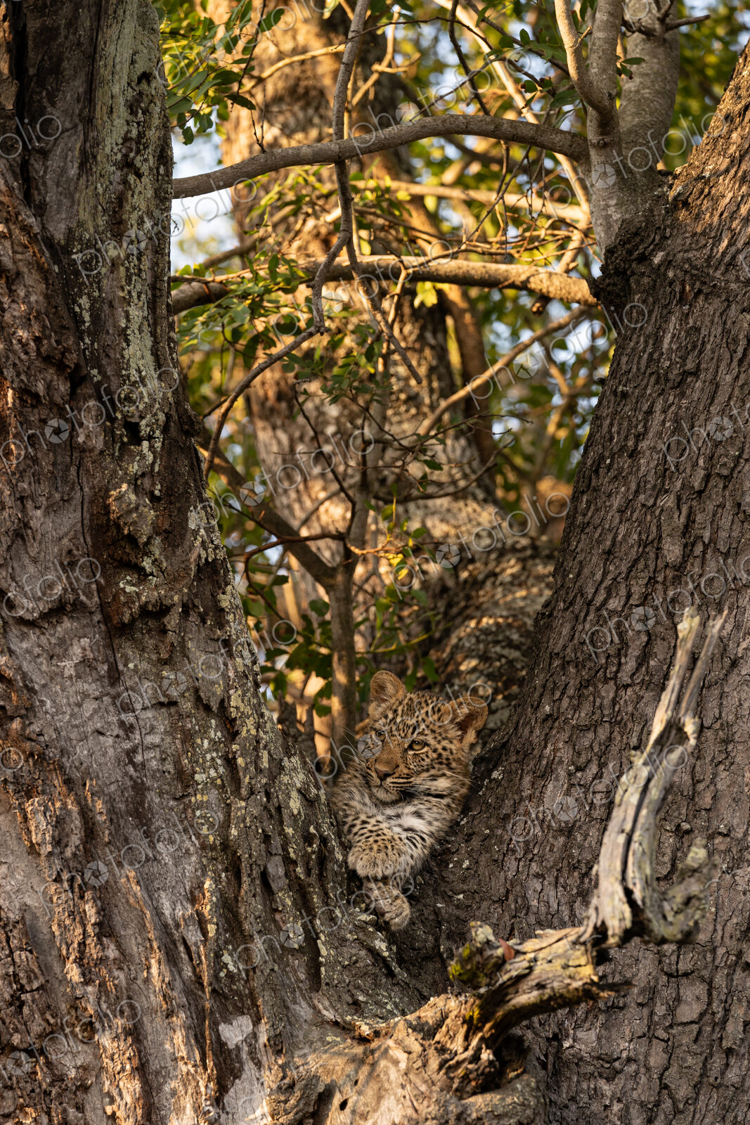 Leopard cub, Panthera pardus, lying in the fork of a tree.