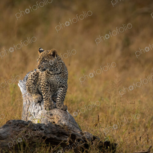 Leopard cub, Panthera pardus on a tree trunk. Leopard cub, Panthera pardus on a tree trunk.