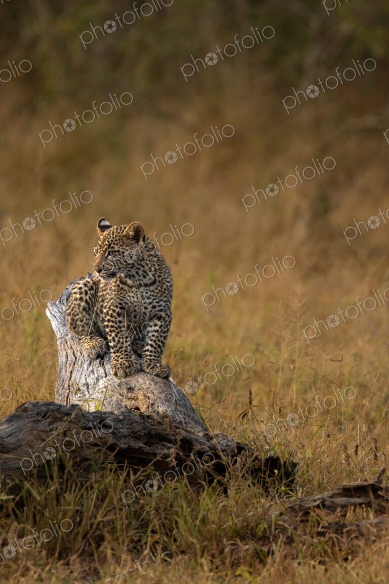 Leopard cub, Panthera pardus on a tree trunk.