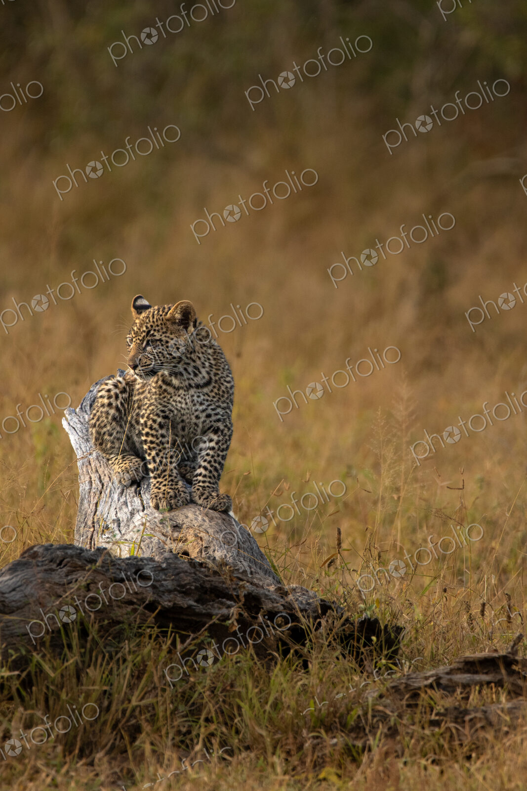 Leopard cub, Panthera pardus on a tree trunk.