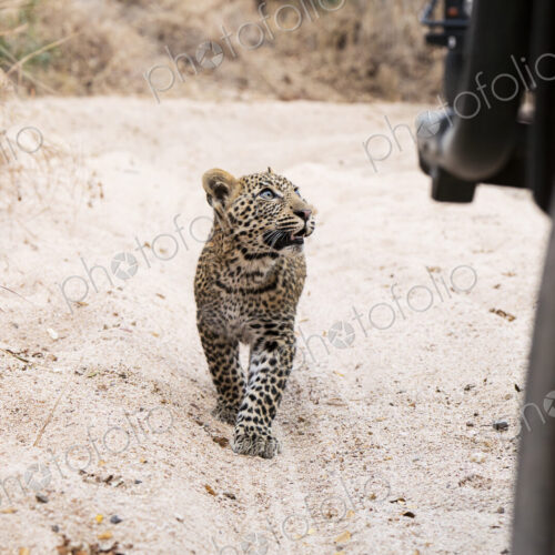 Leopard cub, Panthera pardus, walking on a dirt track. Leopard cub, Panthera pardus, walking on a dirt track.