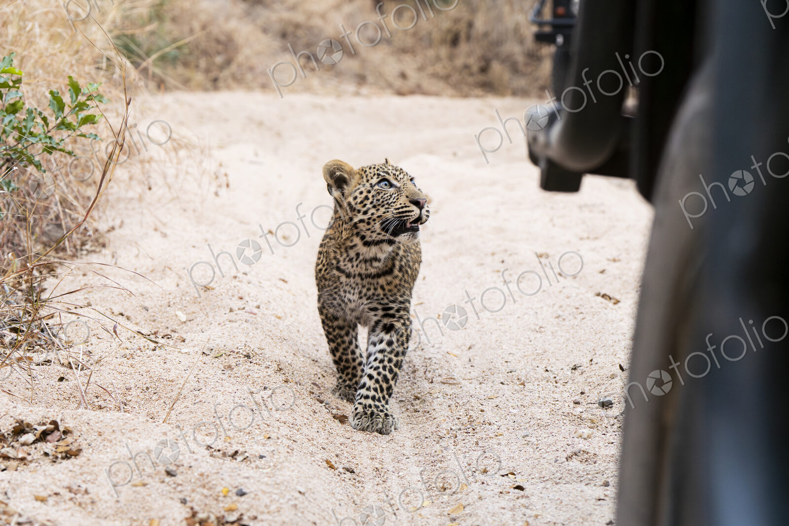 Leopard cub, Panthera pardus, walking on a dirt track.
