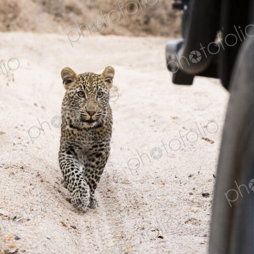 Leopard cub, Panthera pardus, walking on a dirt track. Leopard cub, Panthera pardus, walking on a dirt track.