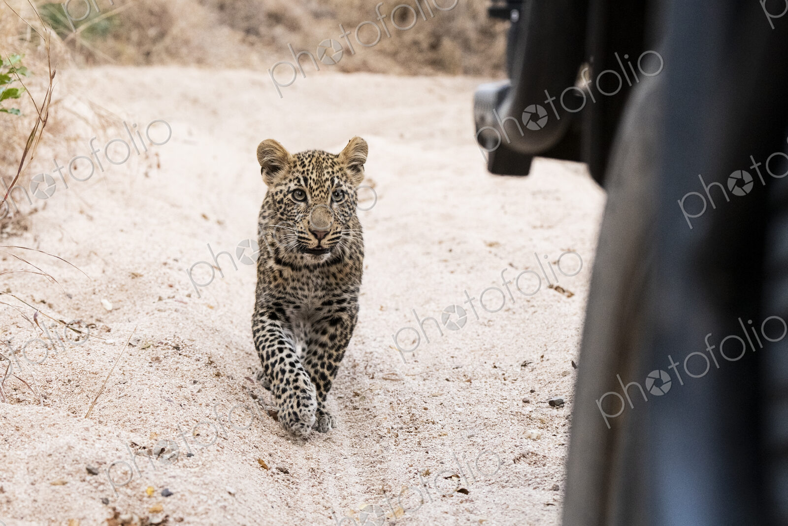 Leopard cub, Panthera pardus, walking on a dirt track.