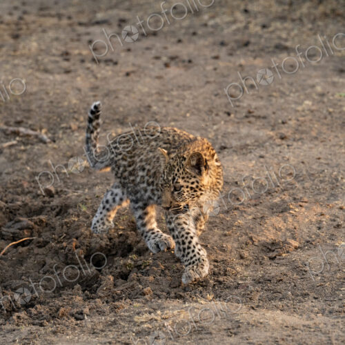 Leopard cub, Panthera pardus, walking on muddy ground.