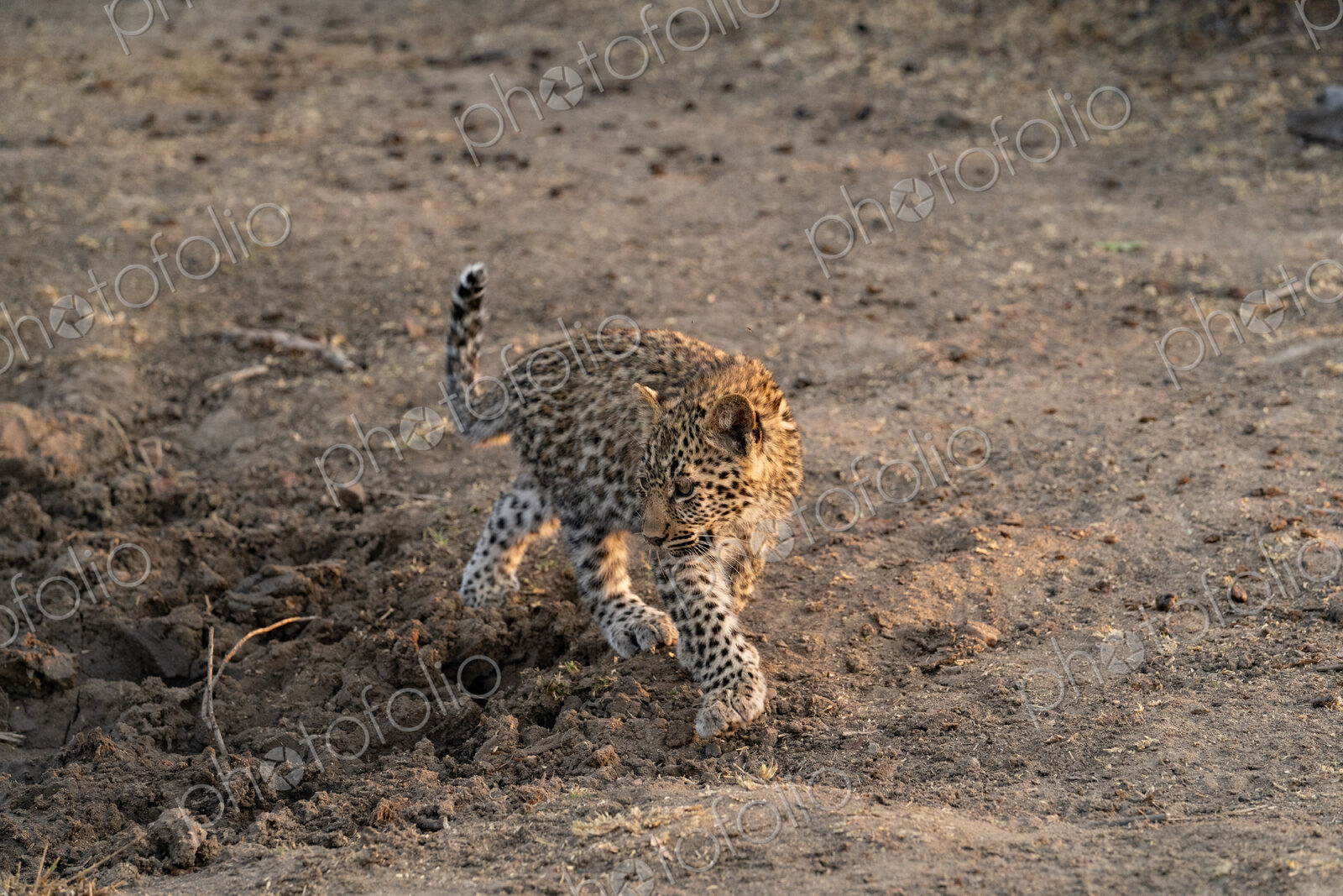 Leopard cub, Panthera pardus, walking on muddy ground.