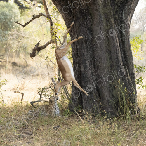 Leopard cub, Panthera pardus, with a carcass falling from a tree. Leopard cub, Panthera pardus, with a carcass falling from a tree.