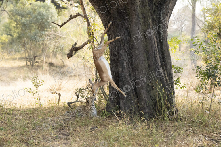 Leopard cub, Panthera pardus, with a carcass falling from a tree.