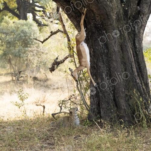 Leopard cub, Panthera pardus, with a carcass falling from a tree. Leopard cub, Panthera pardus, with a carcass falling from a tree.