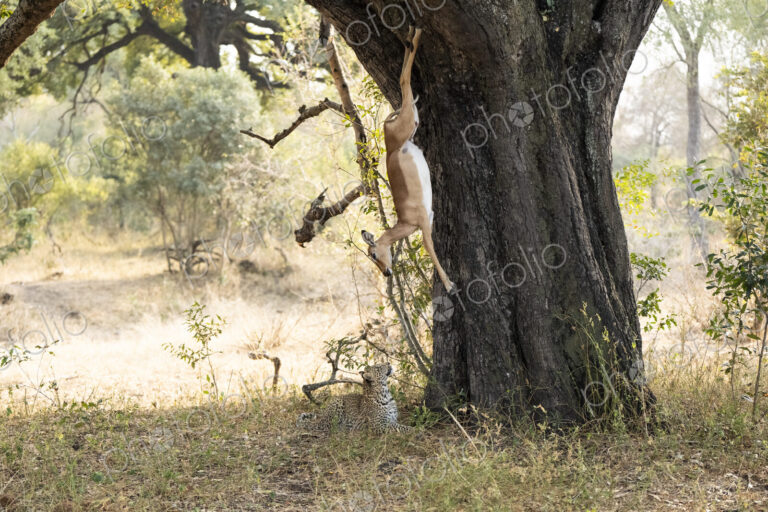 Leopard cub, Panthera pardus, with a carcass falling from a tree.
