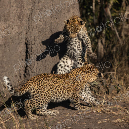 Leopard cubs, Panthera pardus, playing together.
