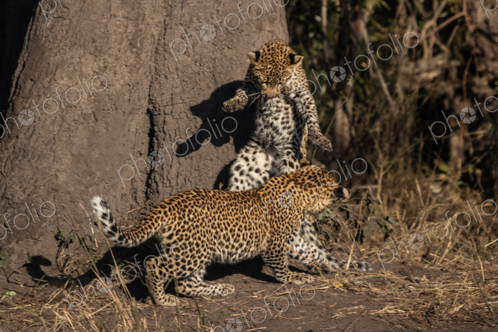 Leopard cubs, Panthera pardus, playing together.