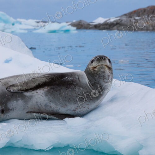 Leopard seal, Antarctica