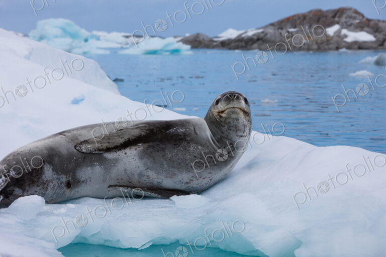 Leopard seal, Antarctica