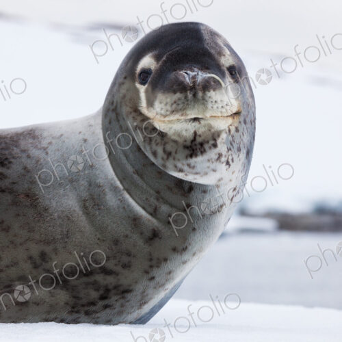Leopard seal, Antarctica