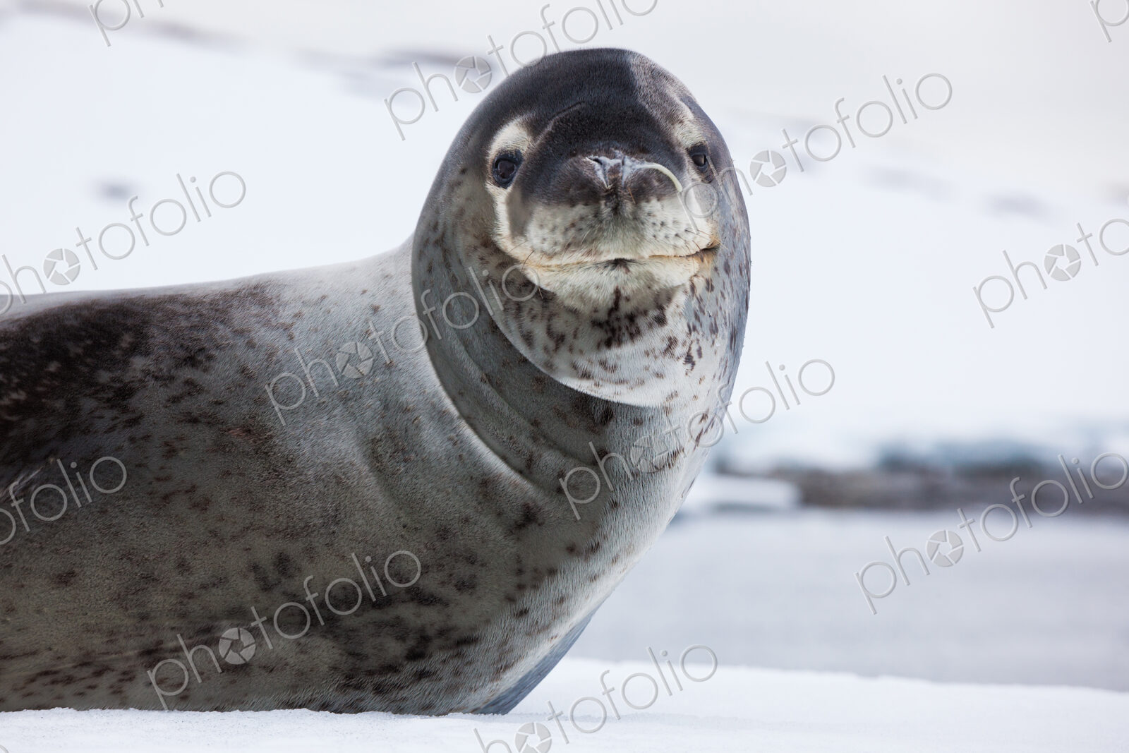 Leopard seal, Antarctica