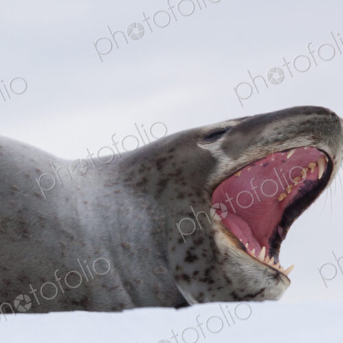 Leopard seal, Antarctica
