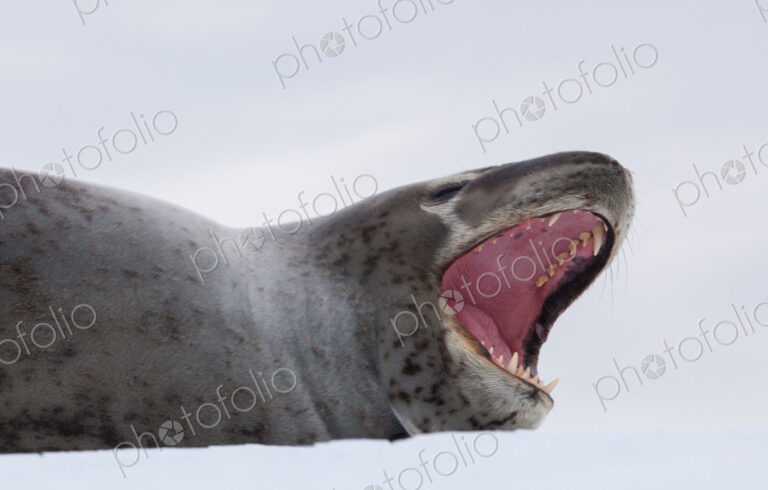Leopard seal, Antarctica