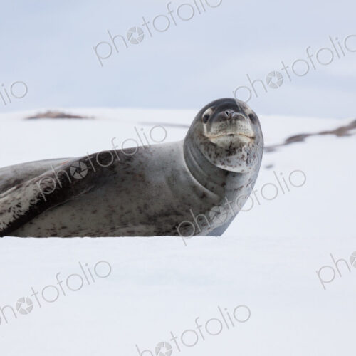 Leopard seal, Antarctica