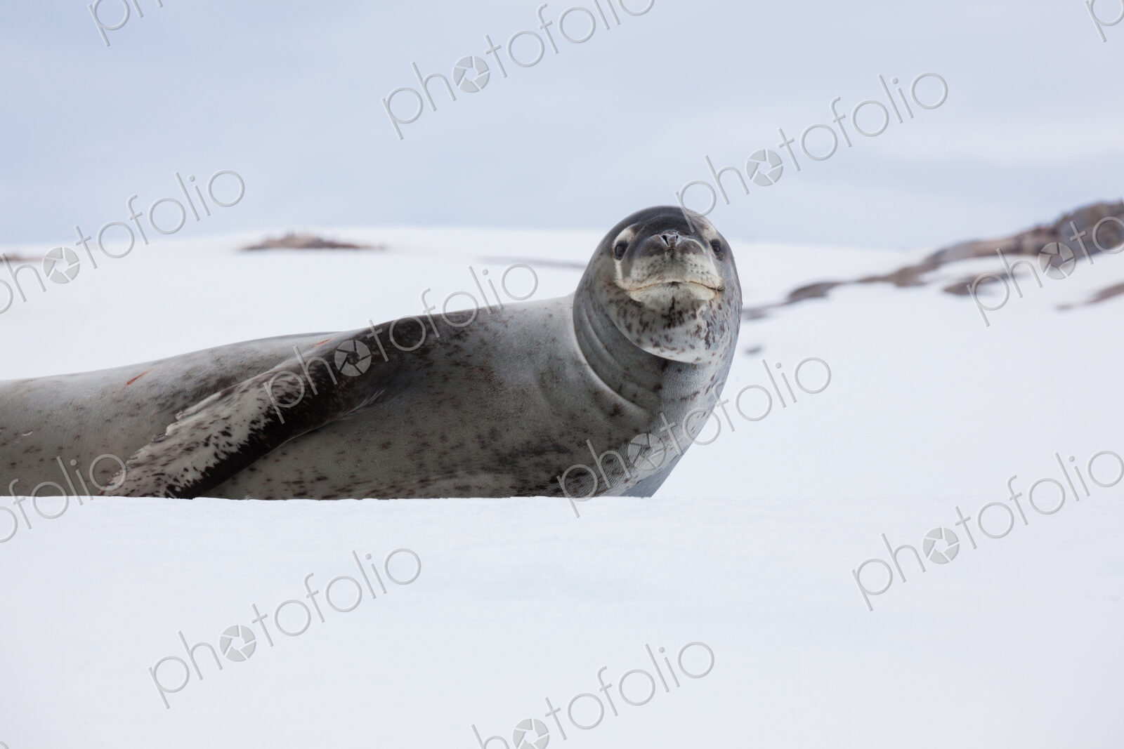 Leopard seal, Antarctica