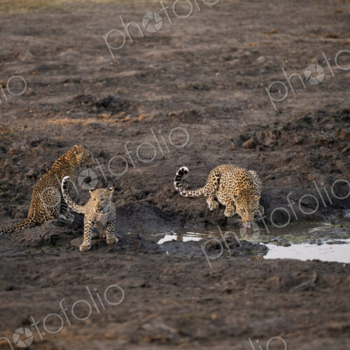 Leopard with cubs, Panthera pardus, drinking from a dam. Leopard with cubs, Panthera pardus, drinking from a dam.