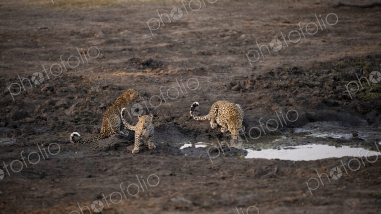 Leopard with cubs, Panthera pardus, drinking from a dam.