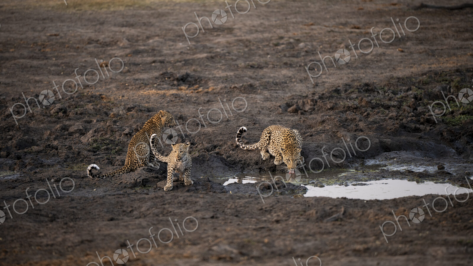 Leopard with cubs, Panthera pardus, drinking from a dam.