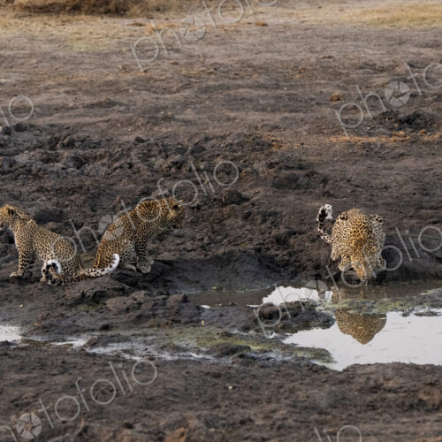 Leopard with cubs, Panthera pardus, drinking from a dam. Leopard with cubs, Panthera pardus, drinking from a dam.