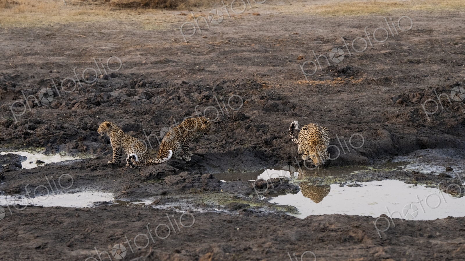 Leopard with cubs, Panthera pardus, drinking from a dam.