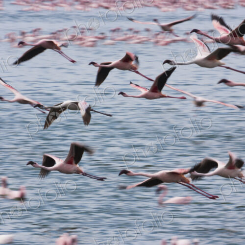 Lesser flamingos, Lake Narasha, Kenya Lesser flamingos, Lake Narasha, Kenya