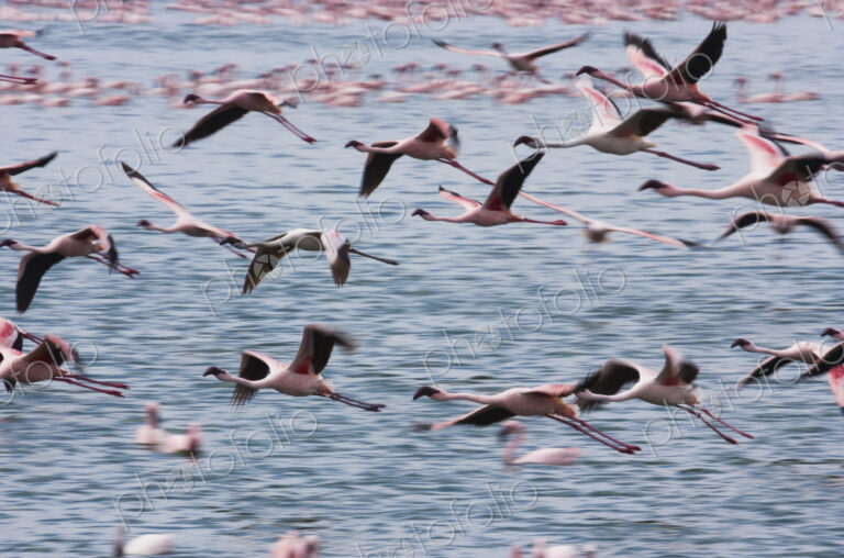 Lesser flamingos, Lake Narasha, Kenya