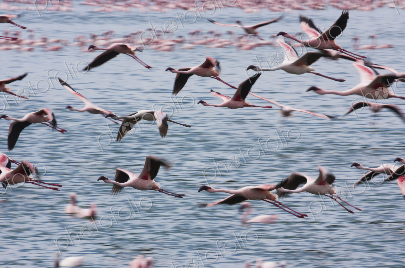 Lesser flamingos, Lake Narasha, Kenya