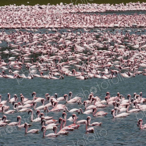 Lesser flamingos, Lake Narasha, Kenya Lesser flamingos, Lake Narasha, Kenya