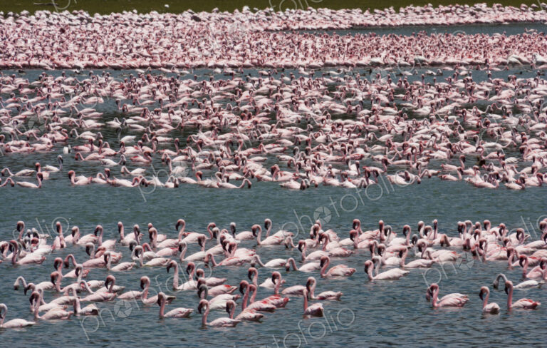 Lesser flamingos, Lake Narasha, Kenya