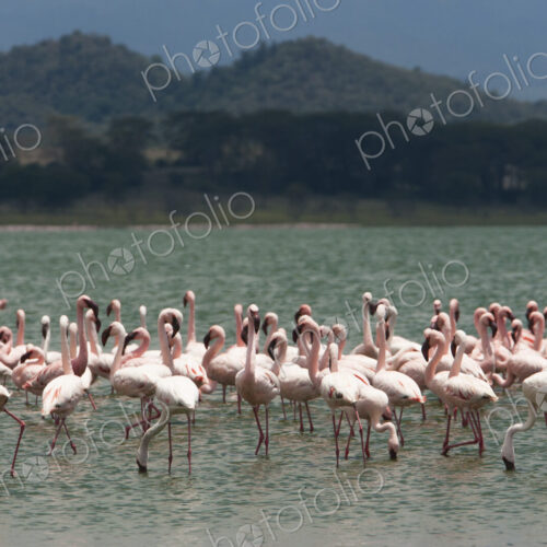 Lesser flamingos, Lake Narasha, Kenya Lesser flamingos, Lake Narasha, Kenya