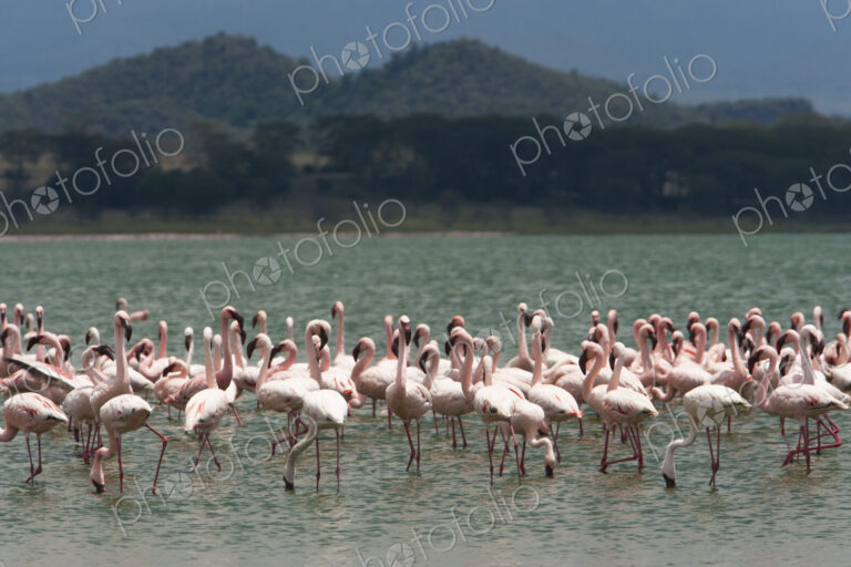 Lesser flamingos, Lake Narasha, Kenya