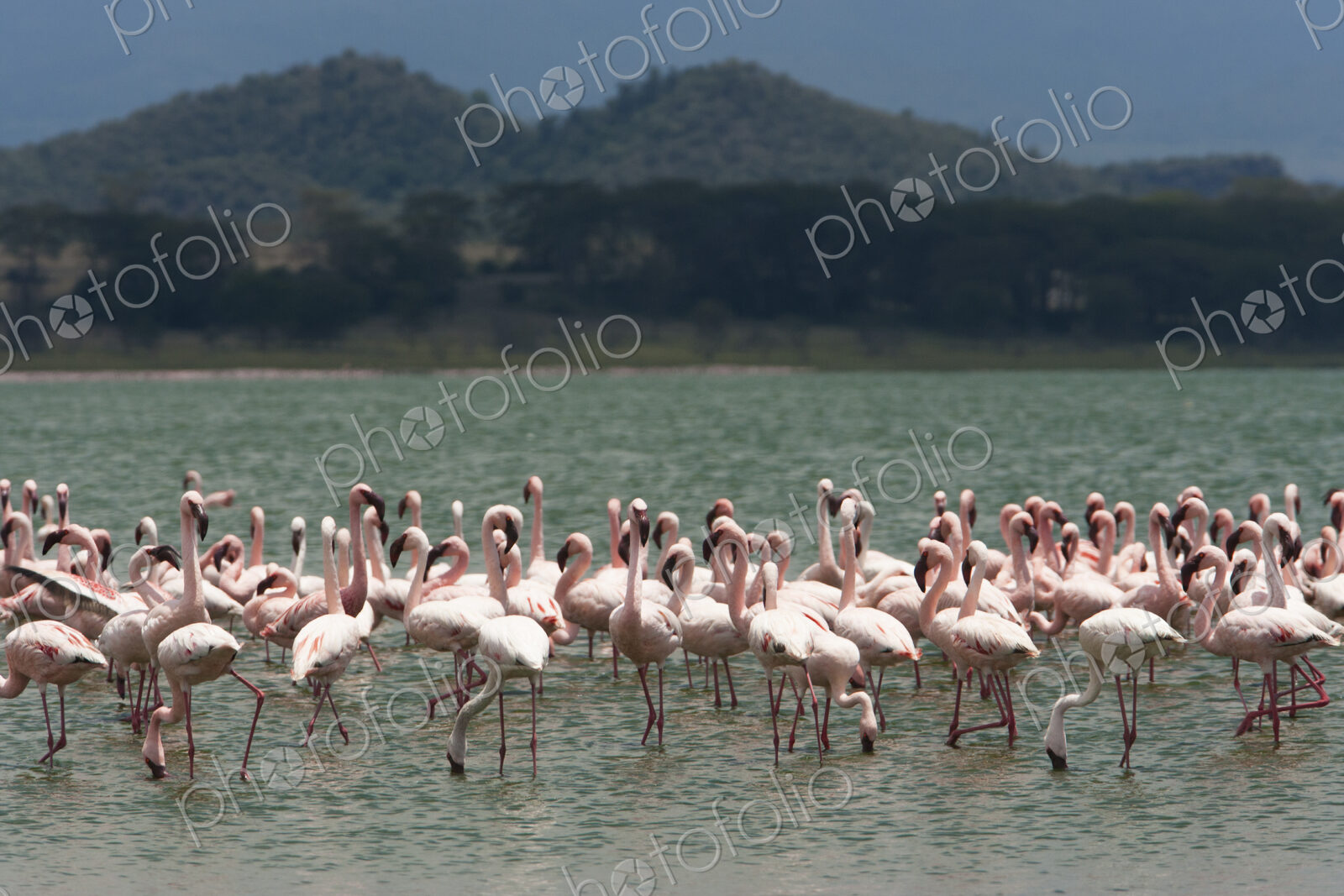 Lesser flamingos, Lake Narasha, Kenya