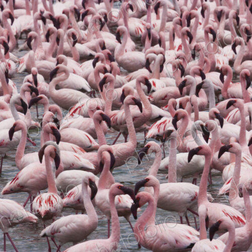 Lesser flamingos, Lake Narasha, Kenya Lesser flamingos, Lake Narasha, Kenya