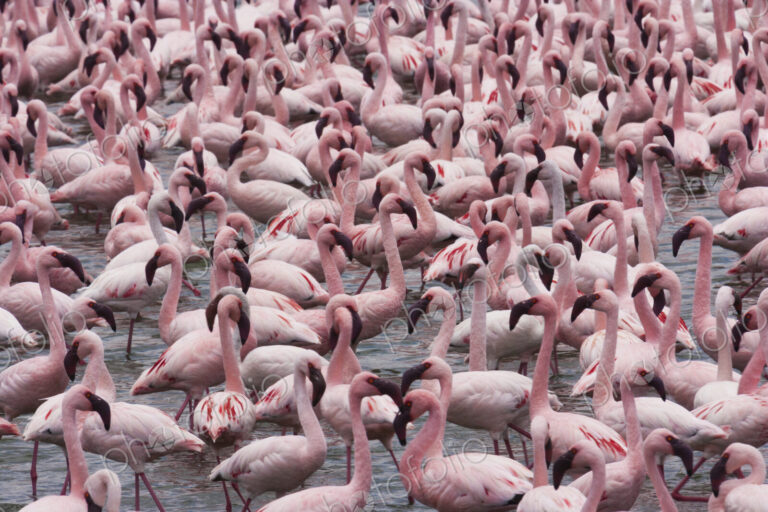 Lesser flamingos, Lake Narasha, Kenya
