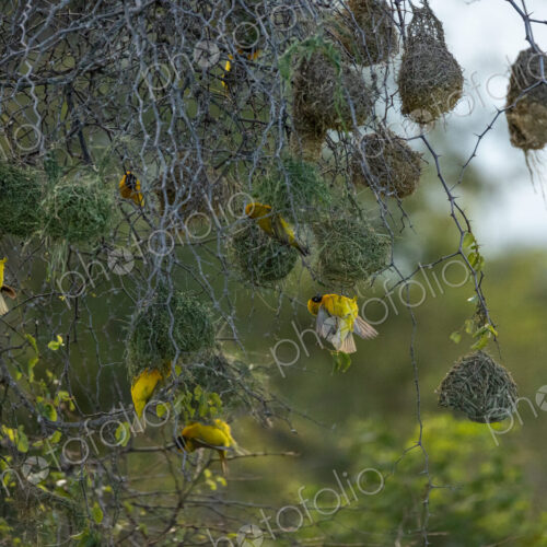 Lesser-masked weavers, Ploceus intermedius, building nests.