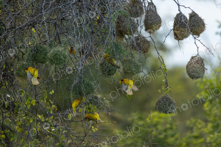Lesser-masked weavers, Ploceus intermedius, building nests.
