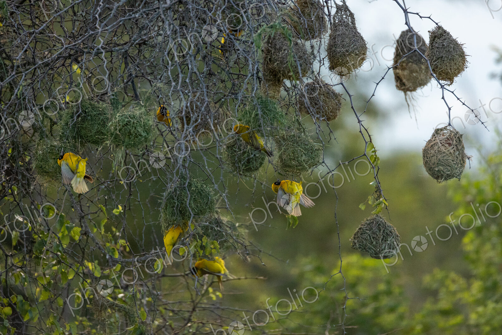 Lesser-masked weavers, Ploceus intermedius, building nests.