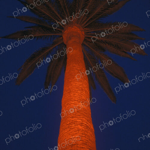 Lighted Palm Tree in Beverly Hills Lighted Palm Tree in Beverly Hills