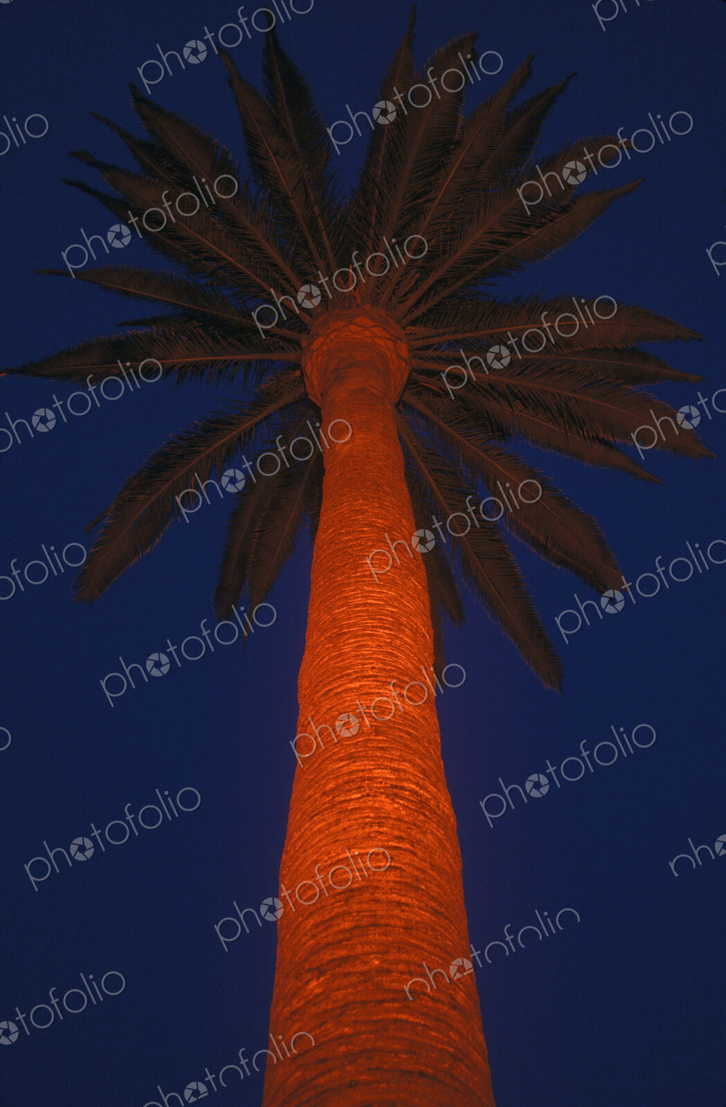 Lighted Palm Tree in Beverly Hills