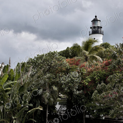 Lighthouse over Treetops Lighthouse over Treetops