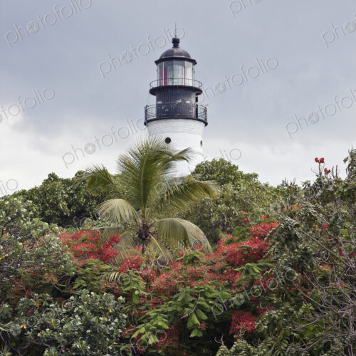 Lighthouse over Treetops Lighthouse over Treetops